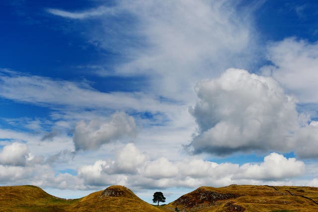 <p>The tree at Sycamore Gap was beloved by many and a symbol of Northumberland (Owen Humphreys/PA)</p>