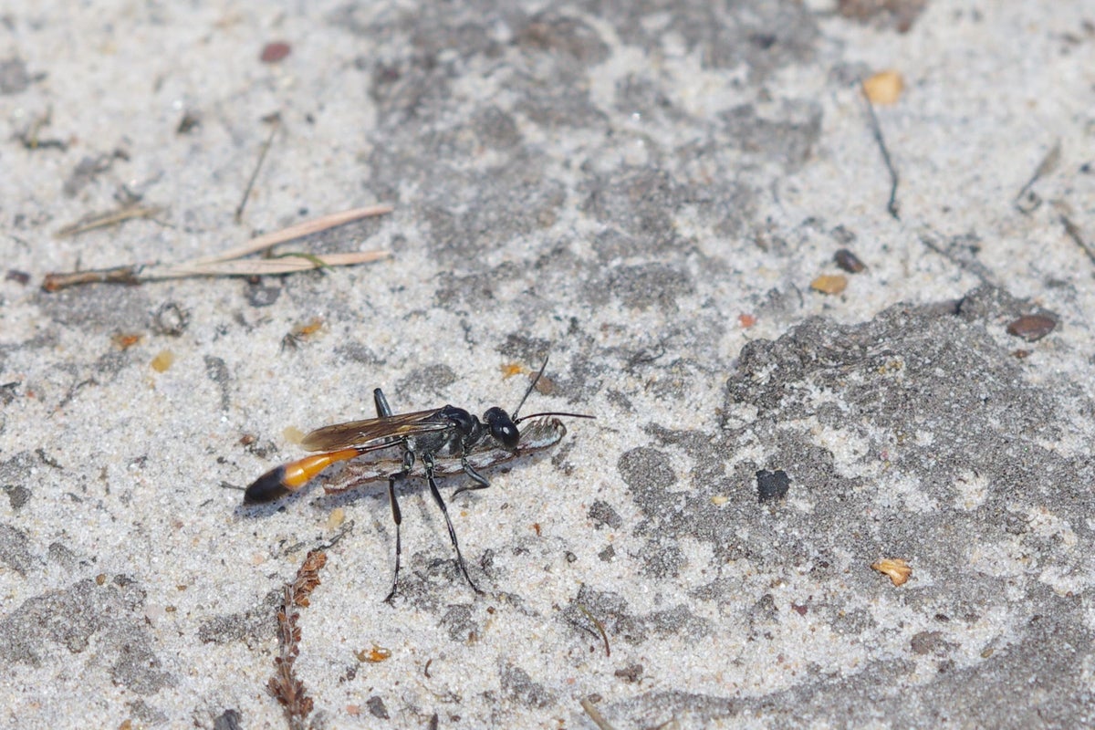 Wasp mothers use remarkable memory when feeding offspring, according to study