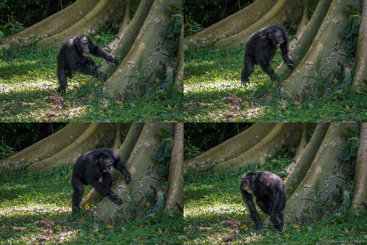 Chimpanzees drum with regular rhythm when they beat on tree trunks, a form of ancient communication
