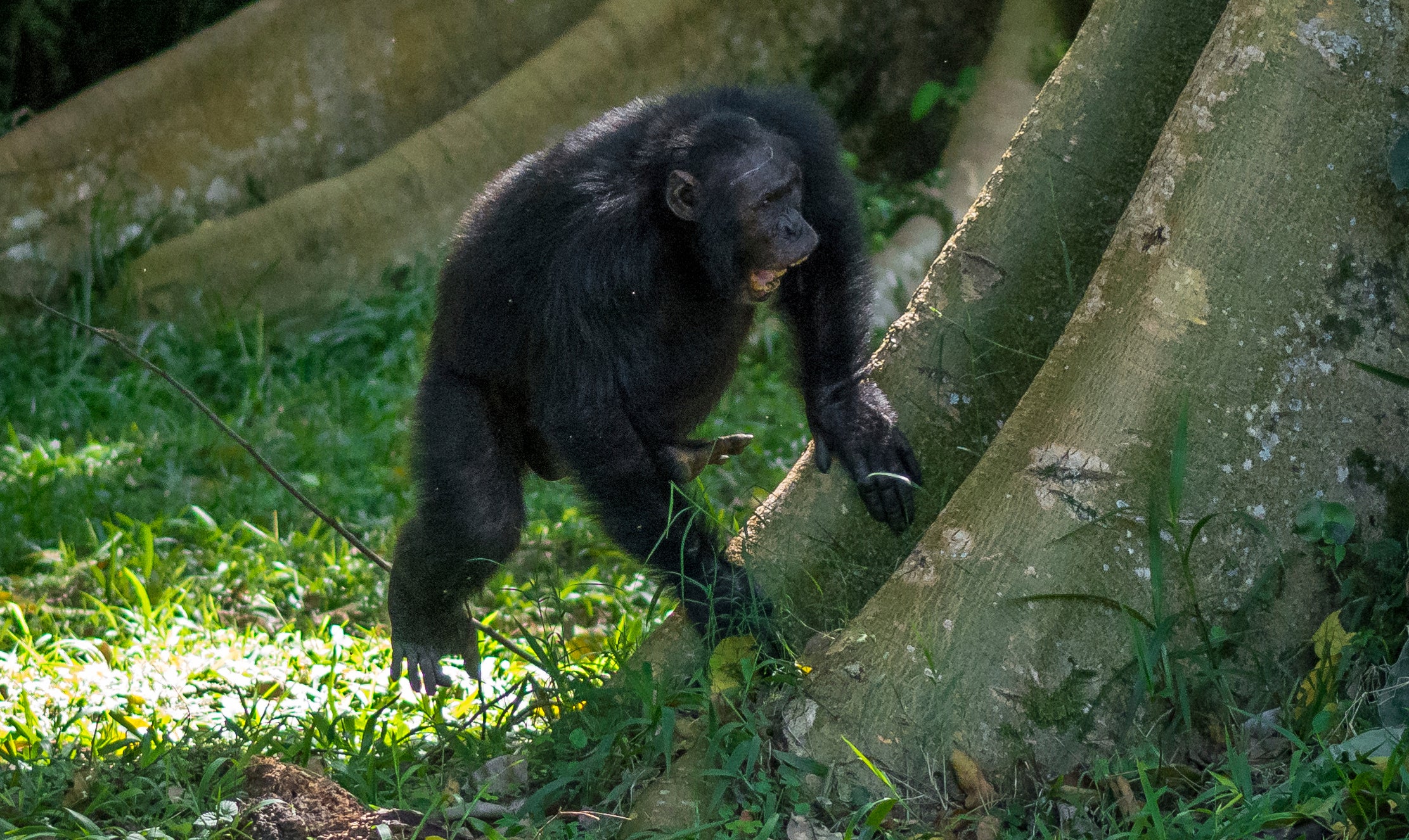 A wild male chimpanzee drums on a buttress tree