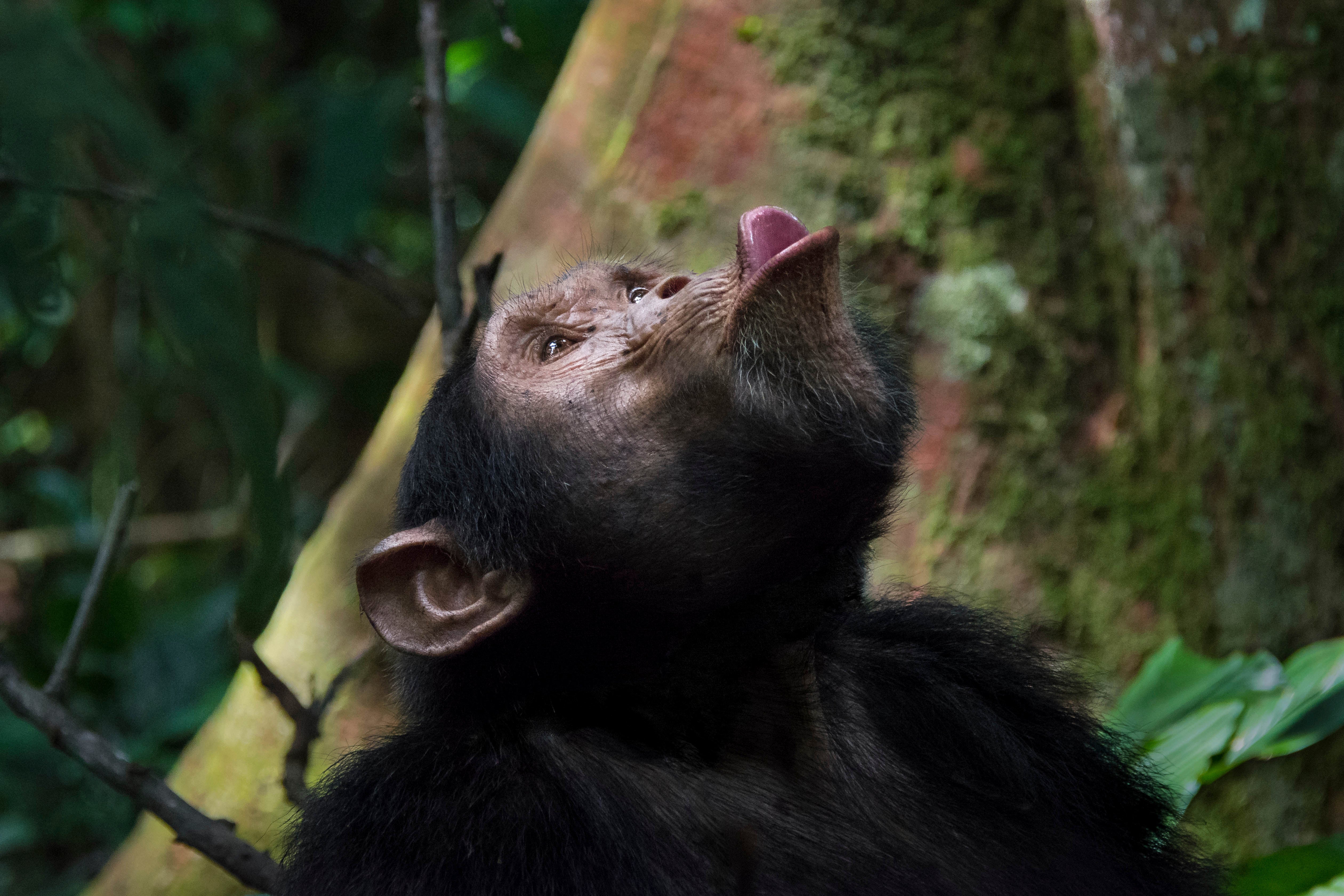 A wild chimpanzee in Uganda calls to elicit a response from distant group members
