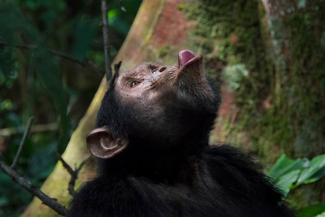 <p>A wild chimpanzee in Uganda calls to elicit a response from distant group members</p>
