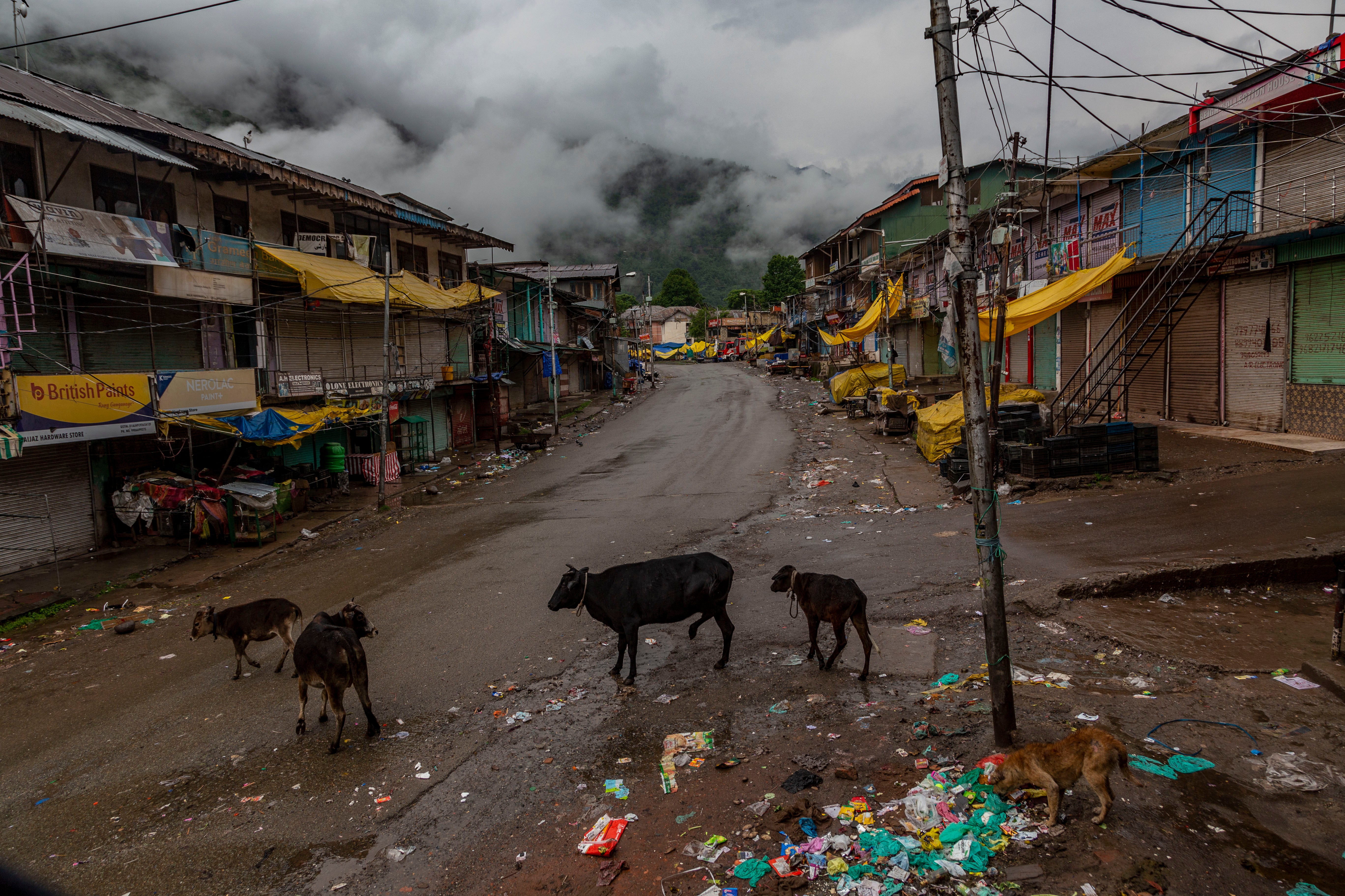 Animals scavenge through rubbish in the deserted town of Uri