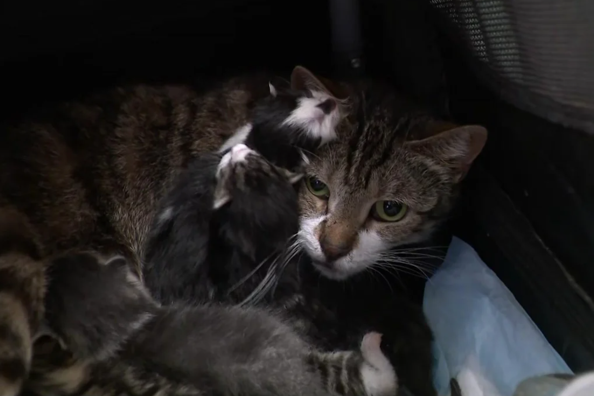 New York resident charged after 69 live cats and 24 dead ones are found in his home