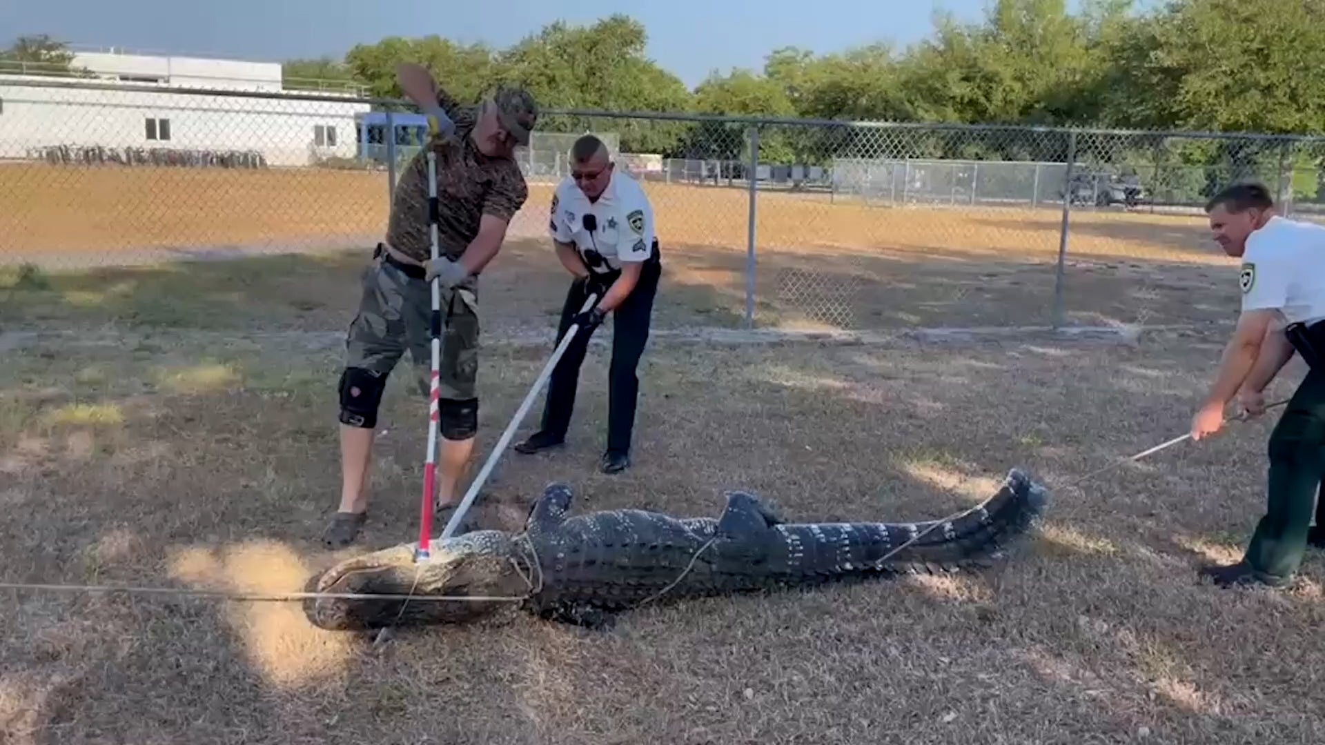 <p>Nine-foot-long alligator wrangled from pre-school parking lot</p>