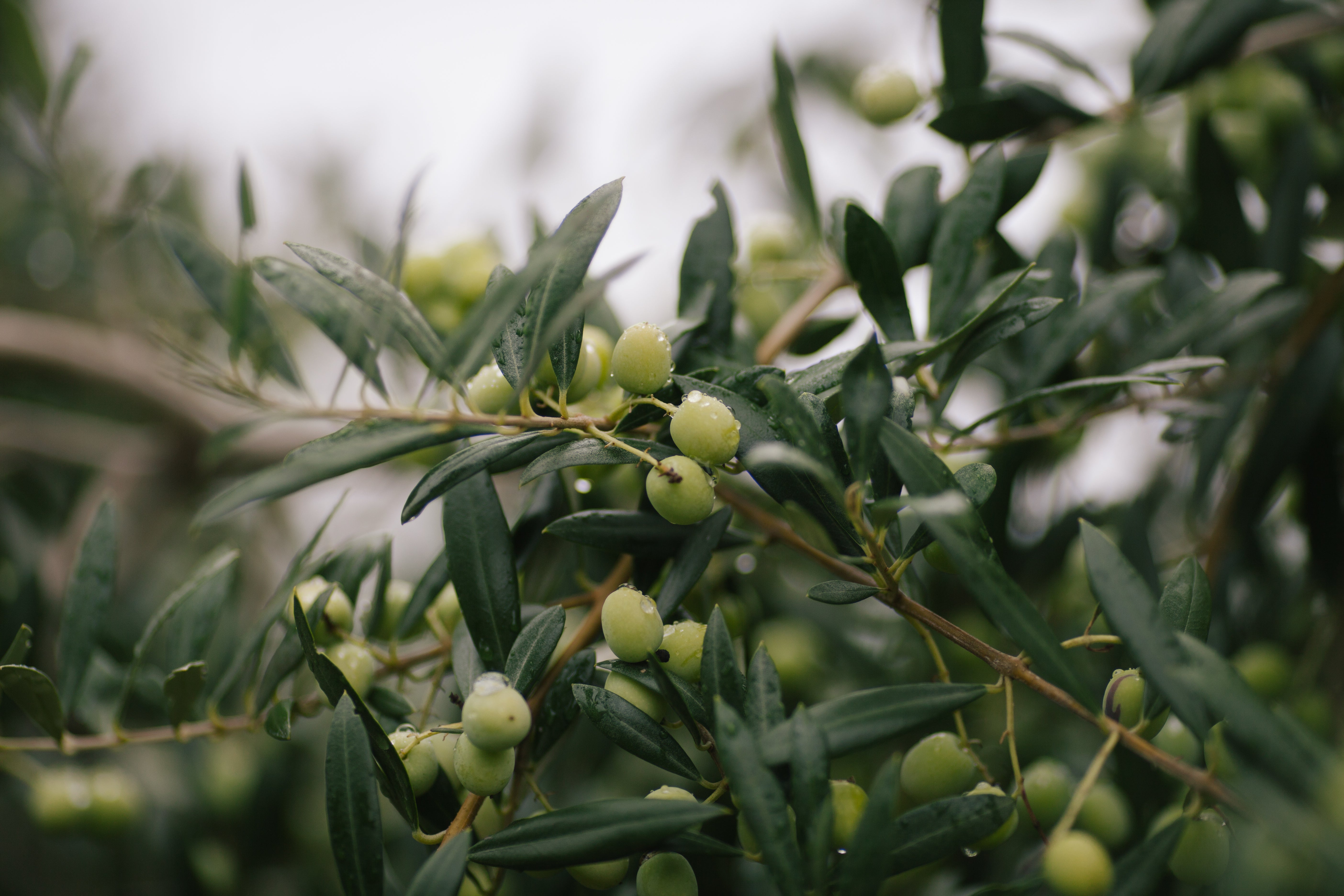 Trees found in the Mediterranean - like olive, pictured - will be more common in the UK in the future