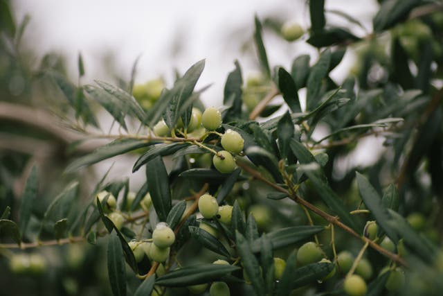 <p>Trees found in the Mediterranean - like olive, pictured - will be more common in the UK in the future</p>