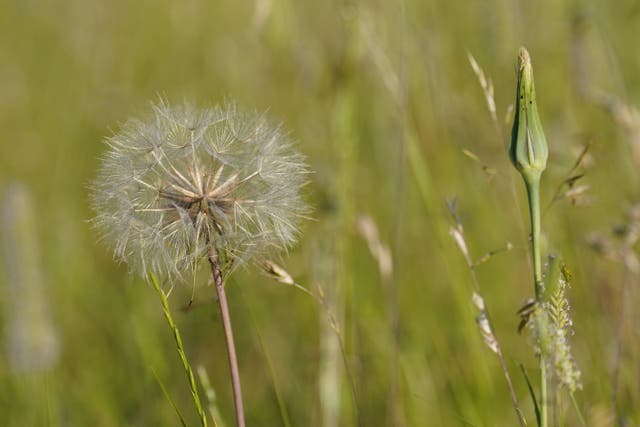 People have been warned against buying hay fever jabs online (PA)