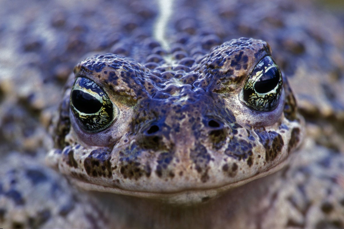 UK’s Loudest Amphibian Breeds in South Downs First Time in 50 Years