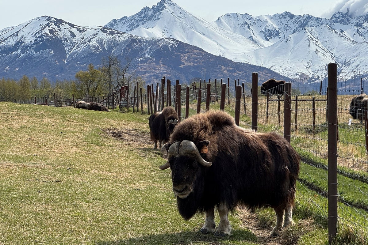An Alaska Mother's Day tradition: Mingling with ice age survivors on a farm