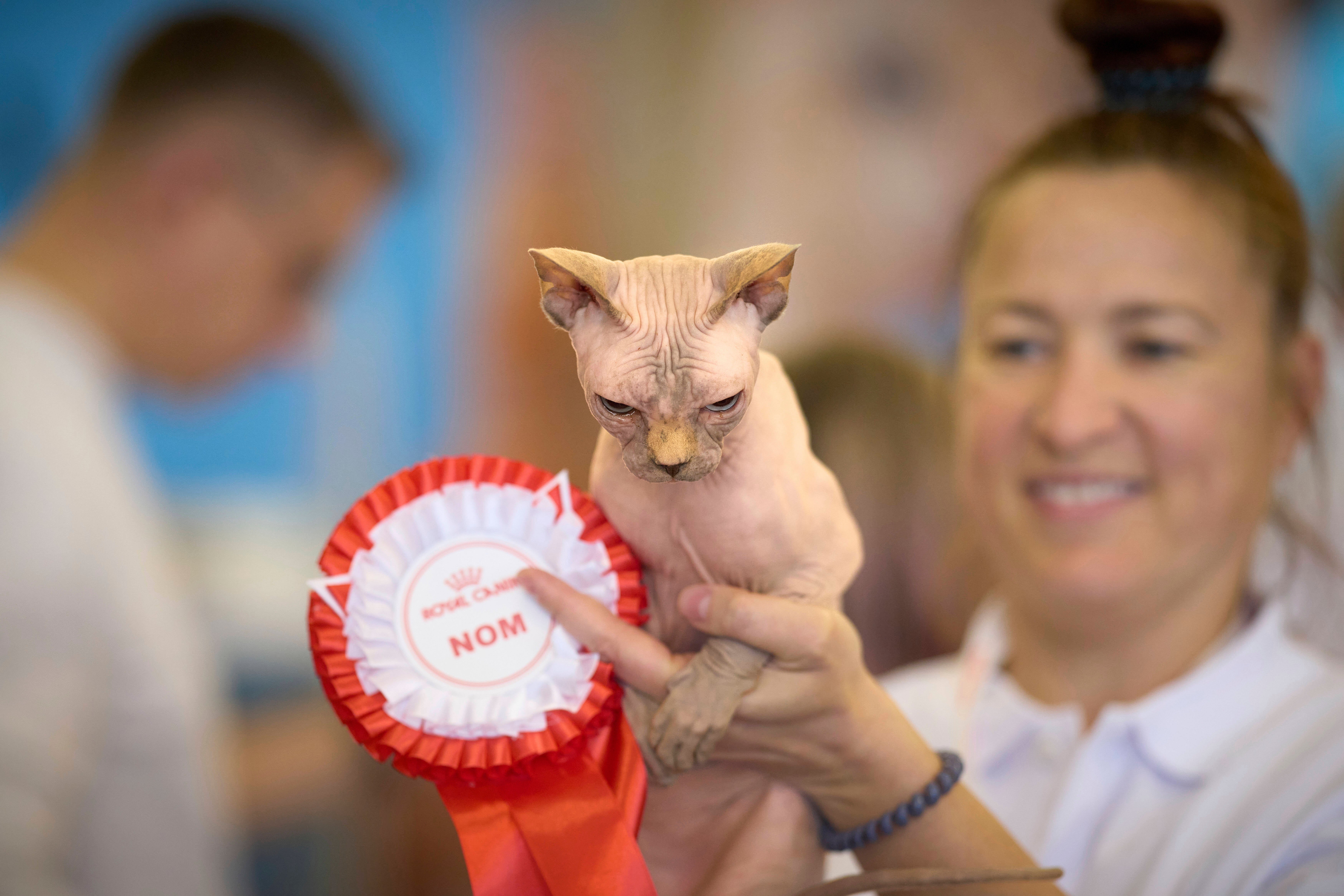 Romania Cat SHow