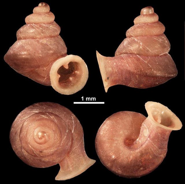 <p>New snail species Anauchen picasso</p>