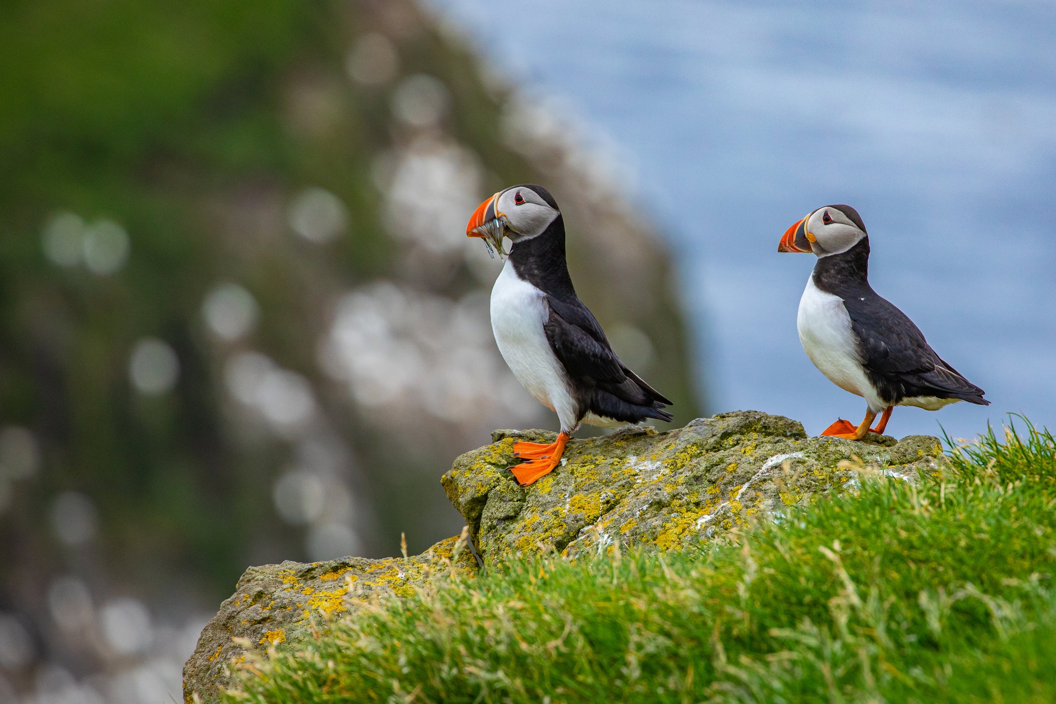 Mykines is a haven for swooping seabirds