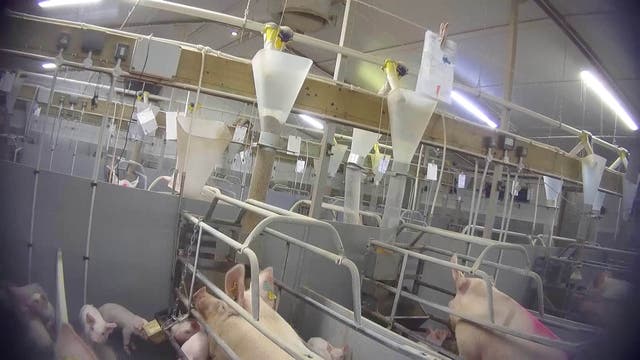 <p>A handout photo issued by Animal Justice Project of sows and piglets at British meat producer Cranswick's Northmoor Farm</p>