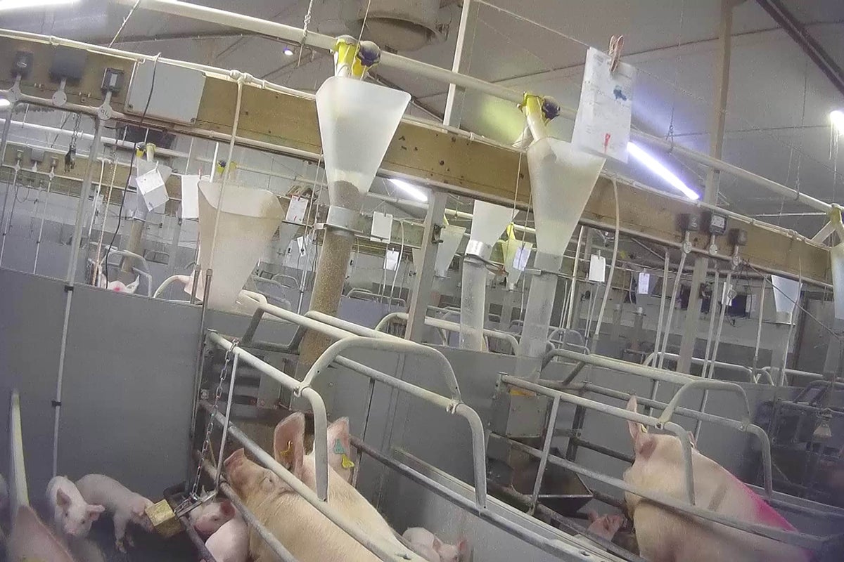 Supermarkets suspend ties with pig farm over animal abuse claims