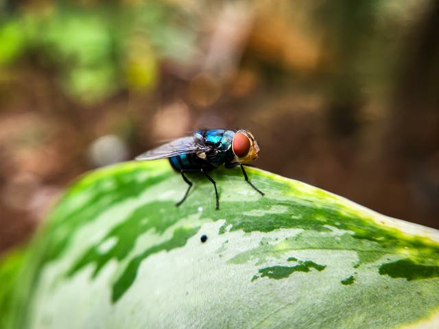 <p>The New World Screwworm is threatening U.S.-Mexico livestock imports. The insects can lead to deadly infections</p>