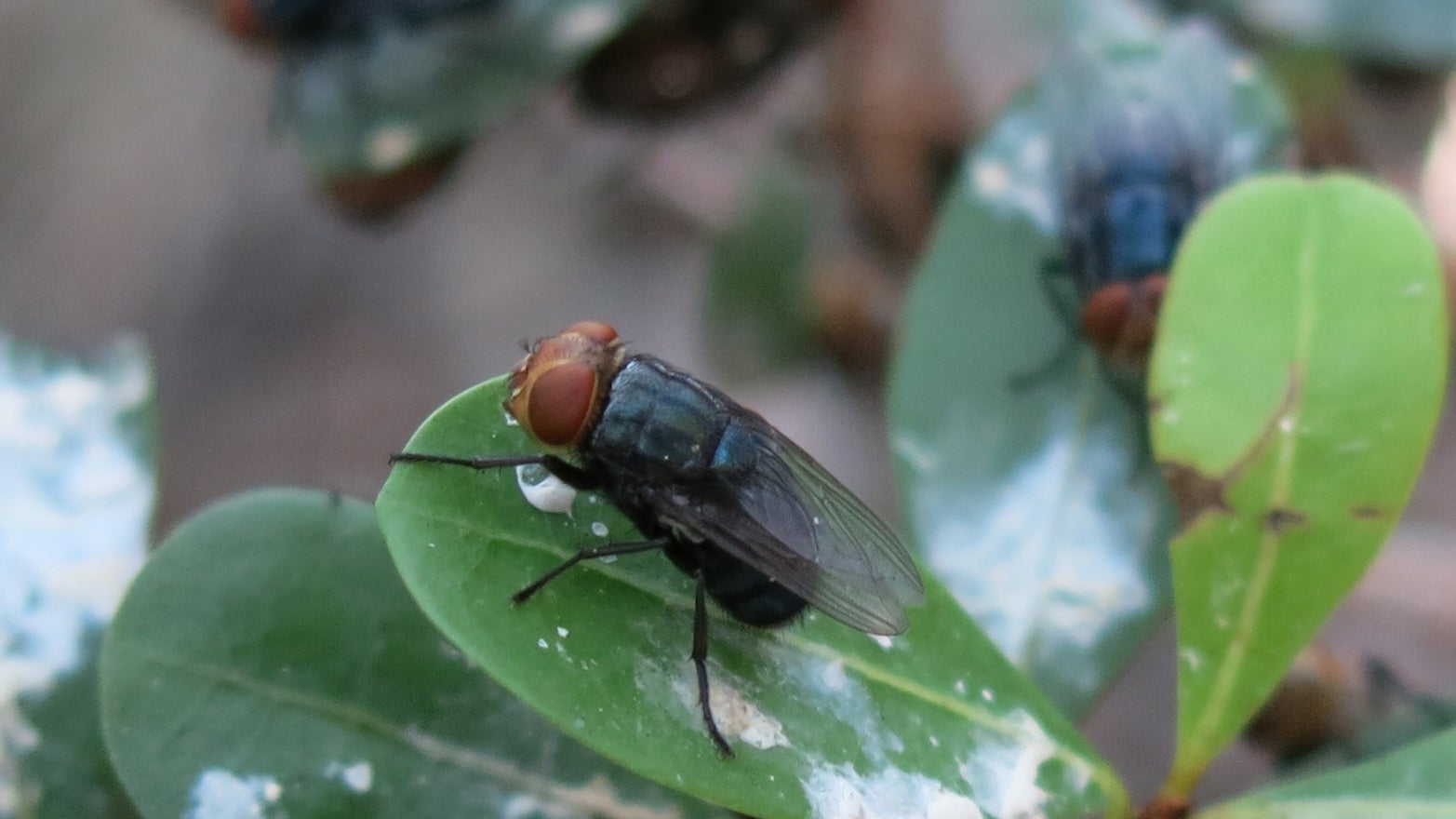 Humans and any living mammal can be affected by the New World Screwworm. However, those with open wounds and in endemic countries are at the greatest risk of exposure
