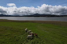 Cattle imports into US resume after flesh-eating parasite fears