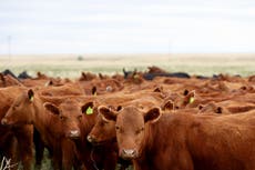 Texas set to home a $750-million factory which breeds flies to stop flesh-eating cattle parasite