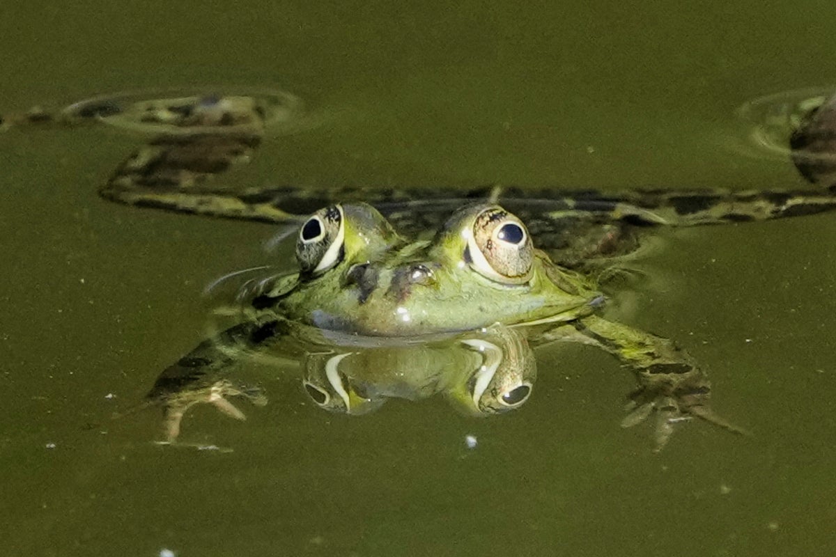 PHOTO COLLECTION: Animals Around the World