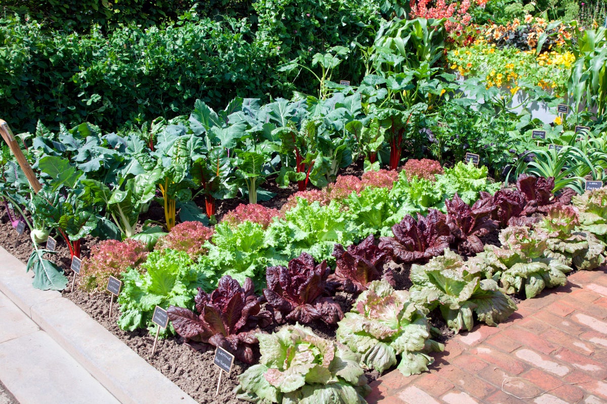 Fruit and vegetables you should be planting from June onwards