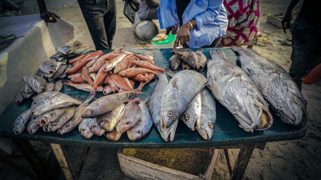 SENEGAL-SOBREPESCA-MIGRANTES
