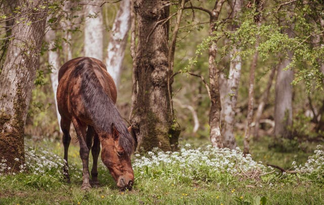<p>There is already a £200 fine for feeding New Forest ponies</p>