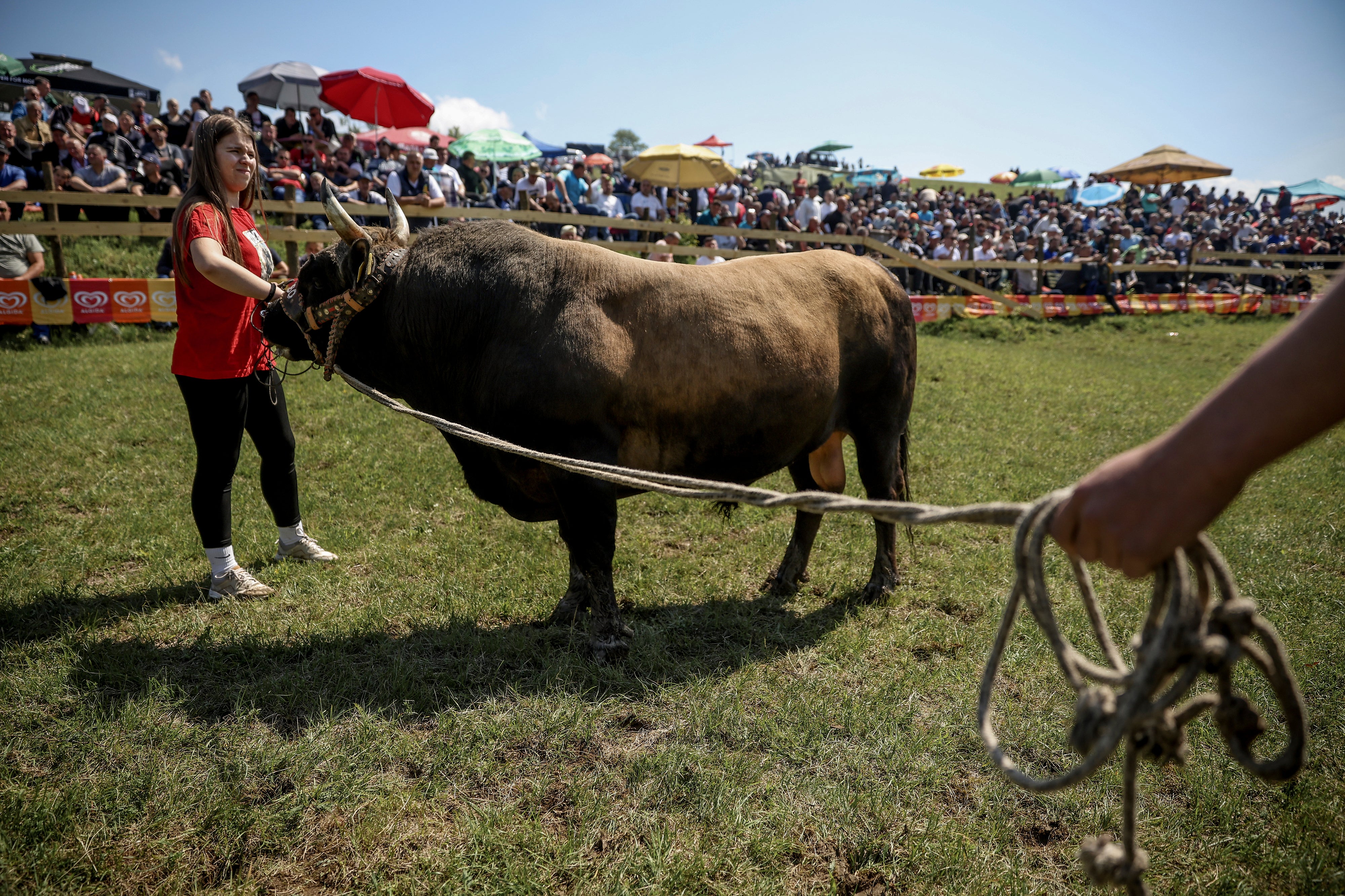 Bosnia Bullfighting Girl