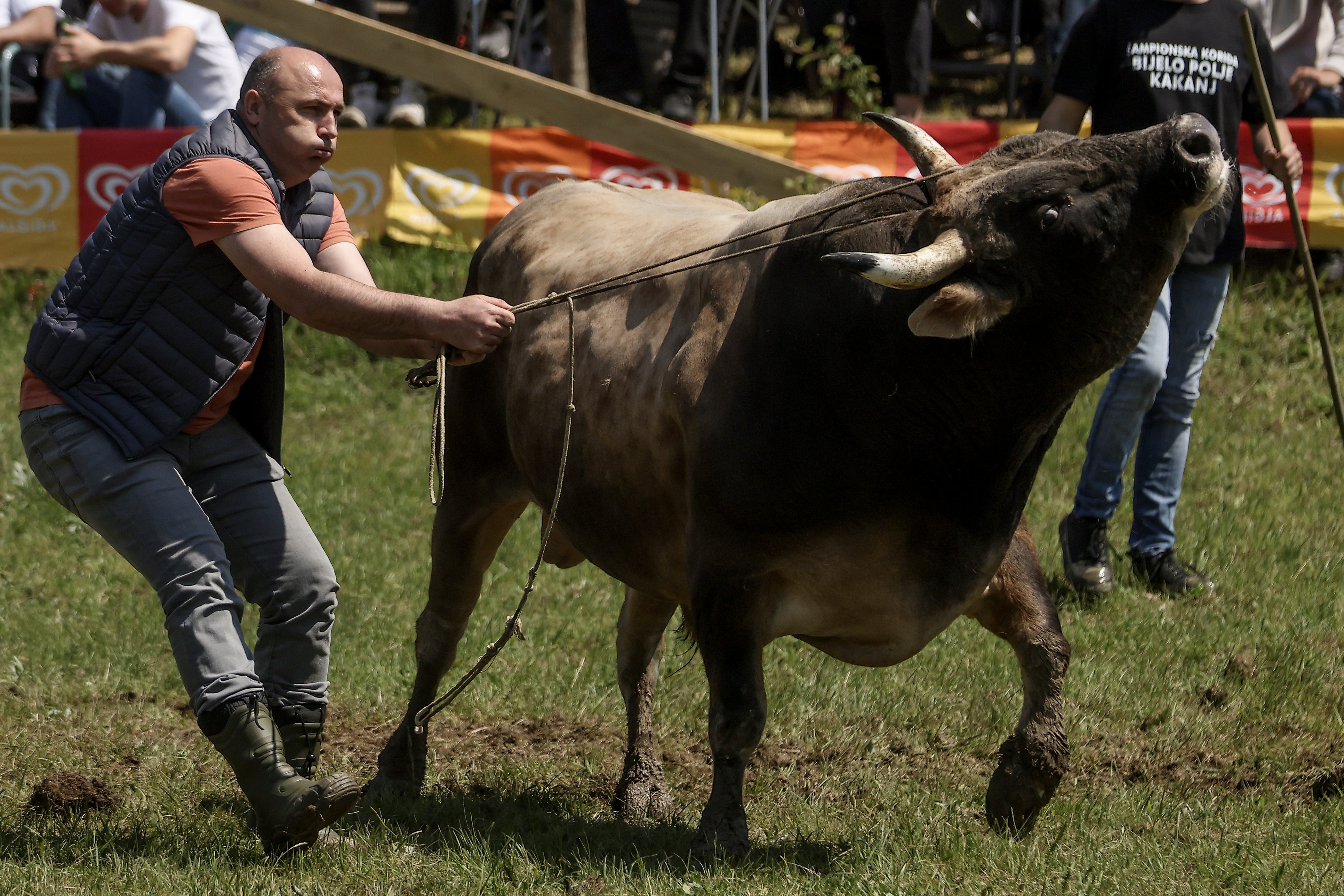 Bosnia Bullfighting Girl