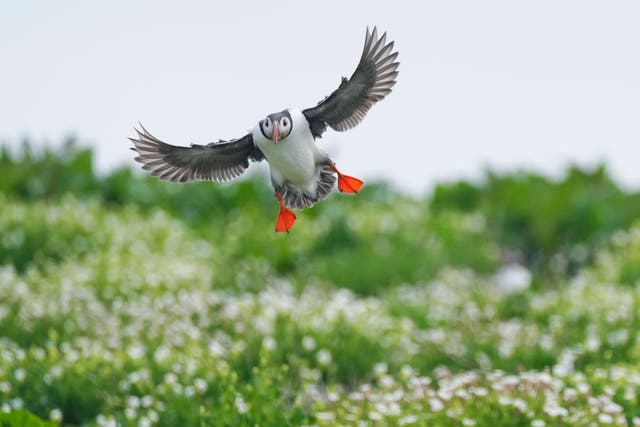 A puffin flies on Inner Farne, Northumberland, during the second consecutive annual count since the islands closed for Covid-19 and bird flu (Owen Humphreys/PA)