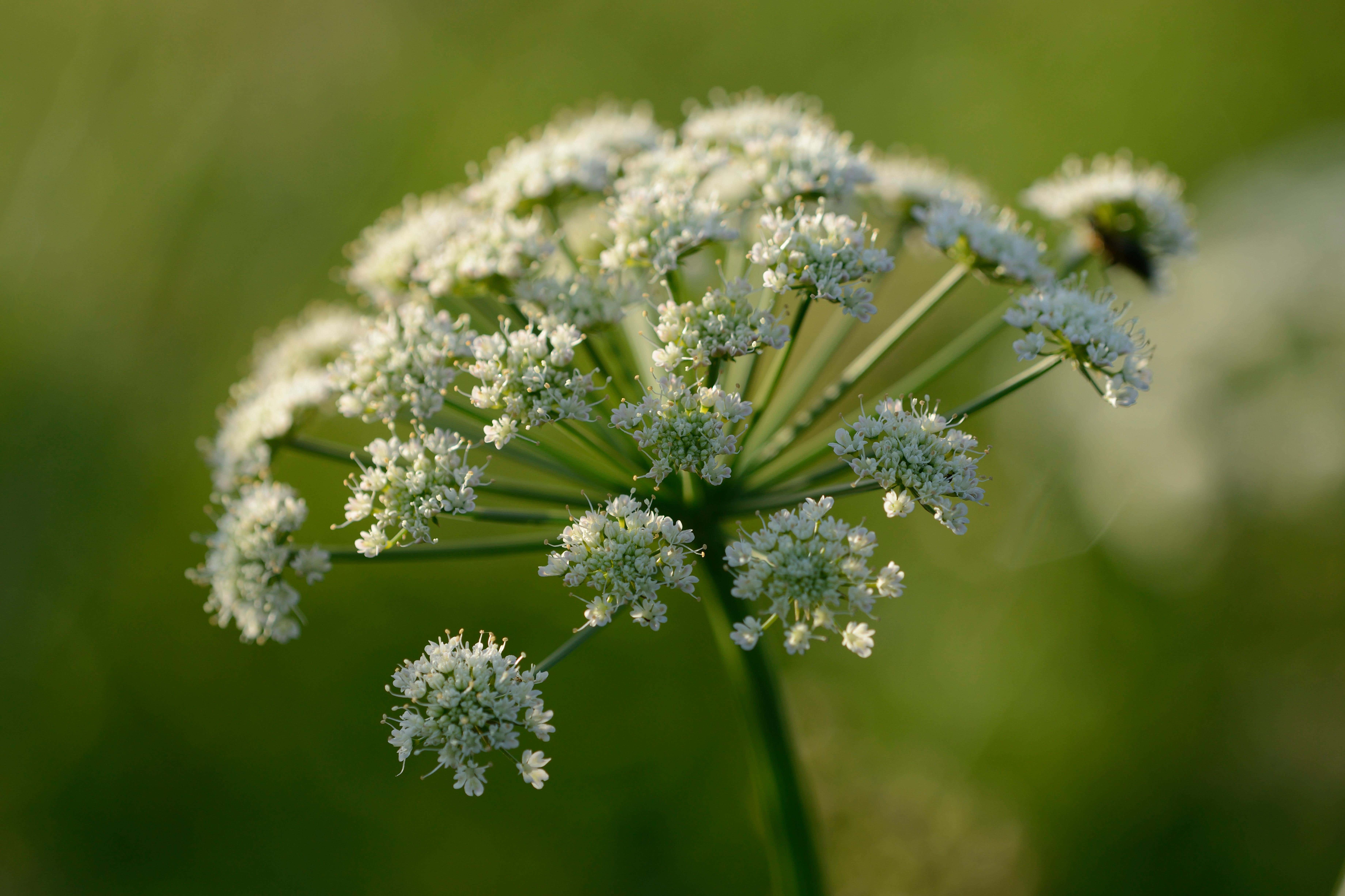 Hemlock is highly poisonous (Alamy/PA)