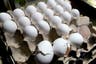 1.7 million eggs recalled over Salmonella fears