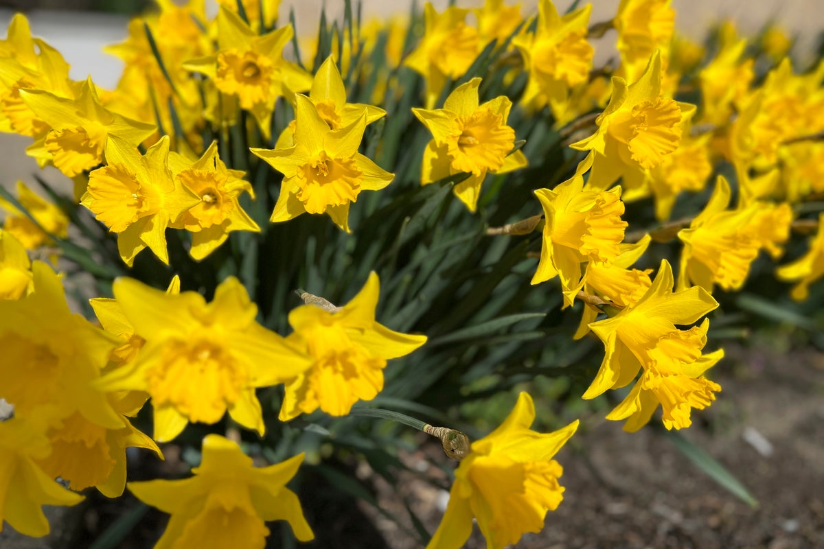 Some plants cause more suffering than others for gardeners with pollen allergies