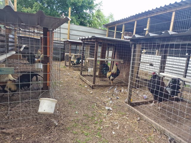 <p>There were 27 animals seized in the raid</p>