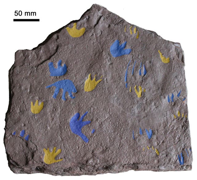 <p>This image provided by Prof. Per Erik Ahlberg shows a slab of sandstone found near Melbourne, Australia preserving fossil footprints from a reptile-like animal that lived around 350 million years ago</p>