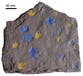 A new discovery is rewriting the history of evolution by millions of years