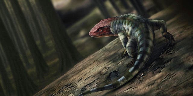 <p>An artist's illustration of the possible appearance of a reptile-like creature that lived around 350 million years ago in what's now Australia</p>