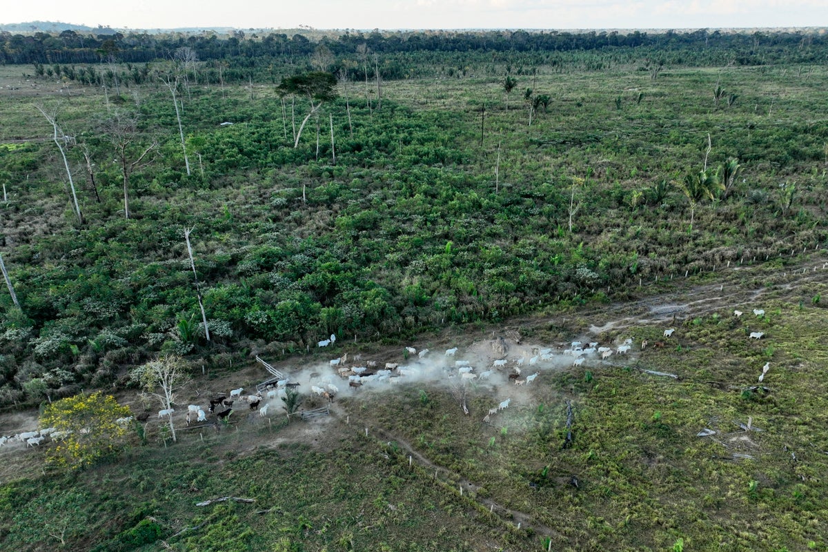 Brazil slaughterhouses reduce ties to Amazon deforestation, but cattle laundering remains issue