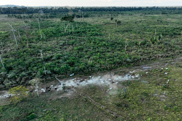 Brazil Amazon Deforestation