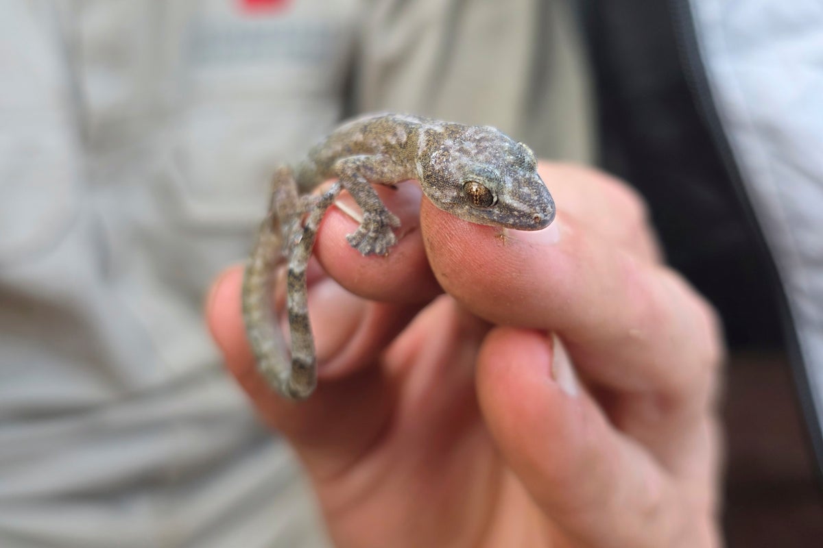 This flat-bodied South African gecko was a 'lost' species. It's been found again after 34 years