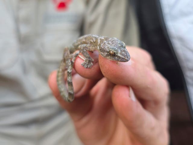 <p>A Blyde Rondavel flat gecko</p>