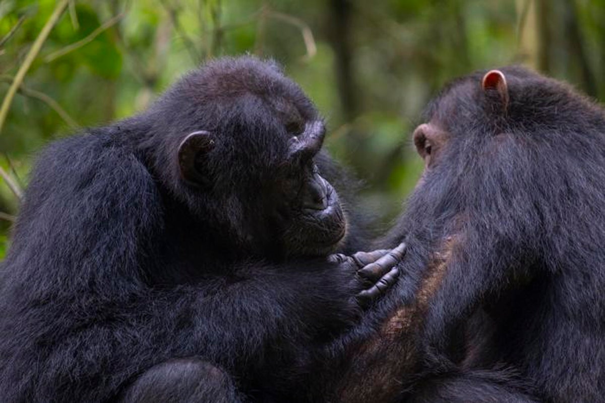 Wild chimpanzees seen giving ‘first aid’ to each other with medicinal plants
