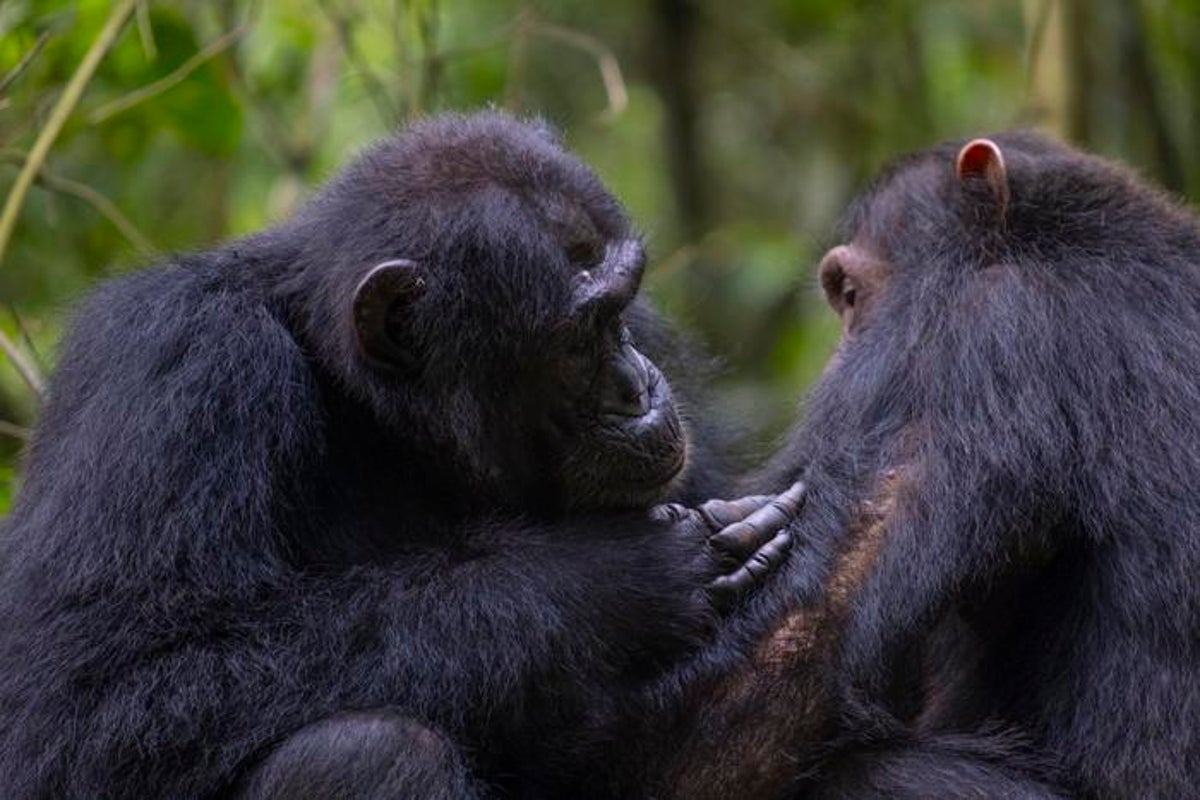 Wild chimpanzees seen giving first aid' to each other with medicinal plants