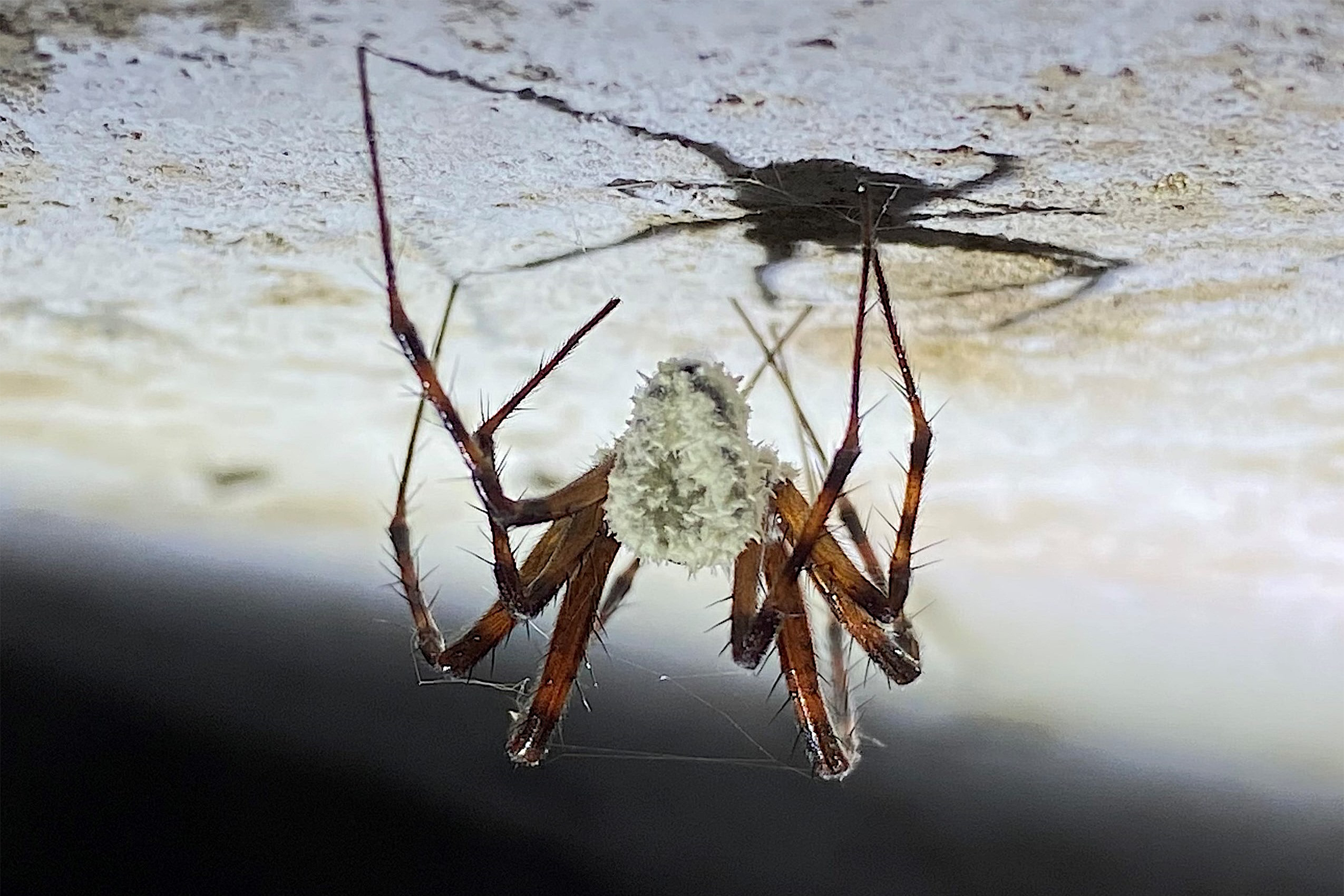 David Attenborough’s ‘zombie fungus’ was first spotted on an episode of BBC’s Winterwatch (Royal Botanic Gardens, Kew/Tim Fogg/PA)