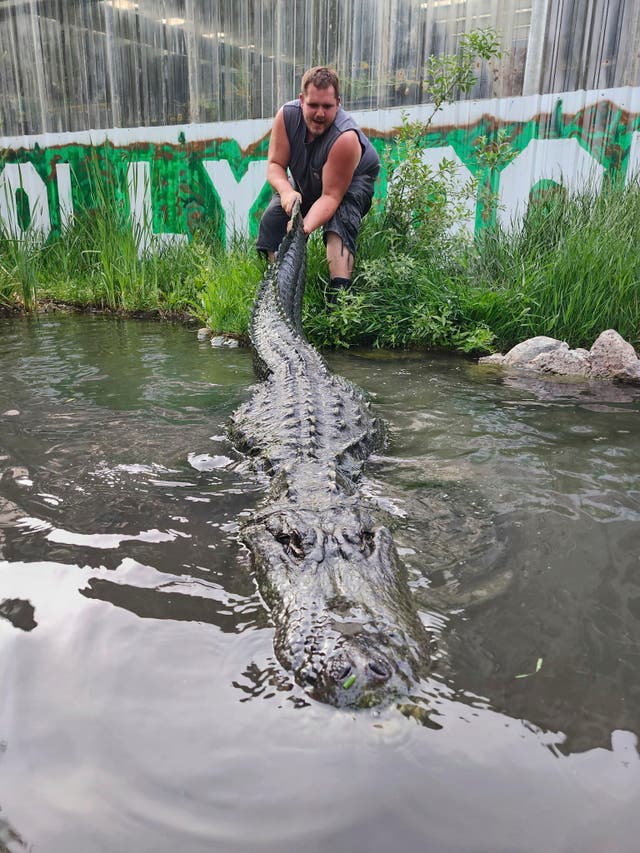 <p>Morris the alligator</p>