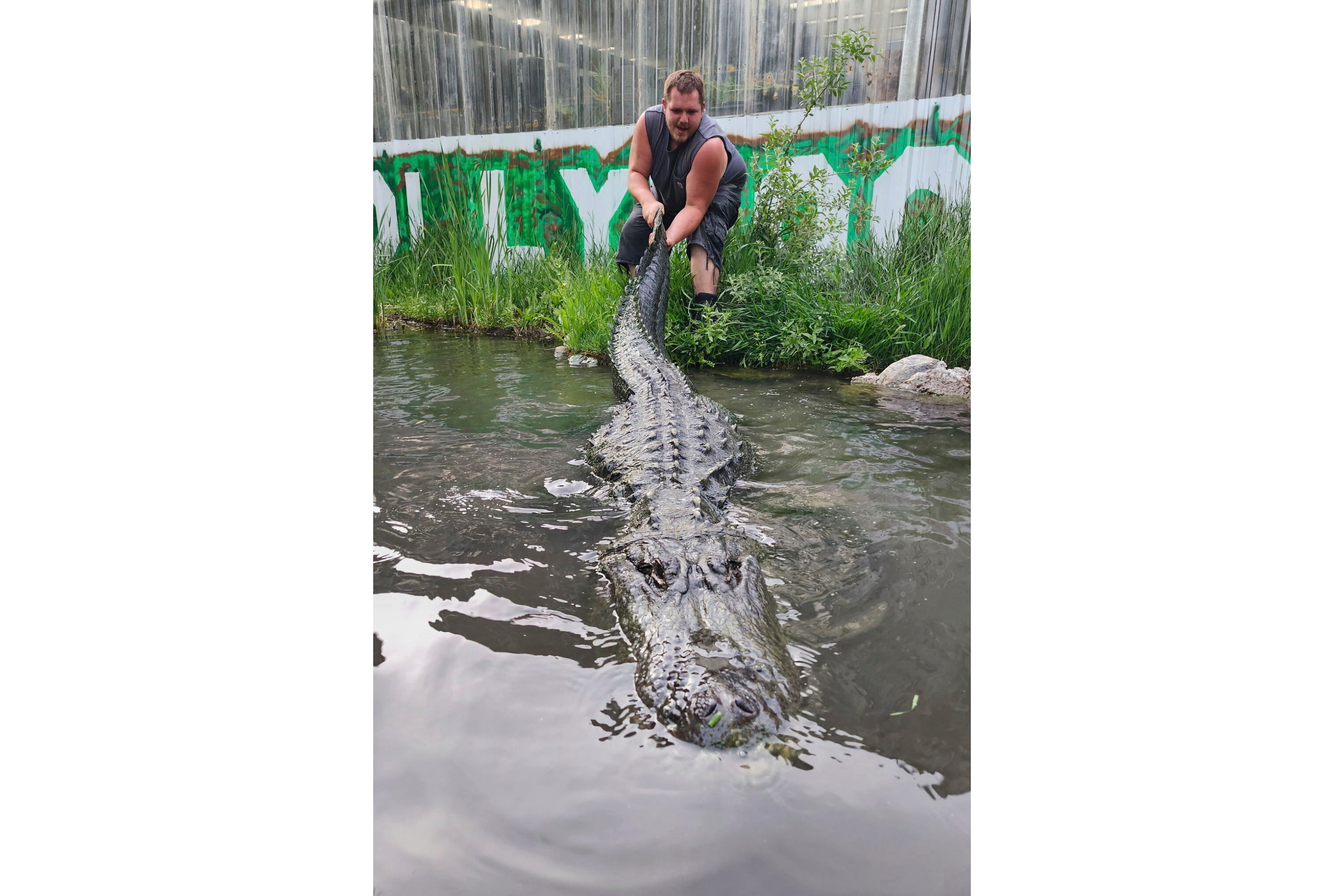 HAPPY GILMORE-CAIMÁN-DECESO