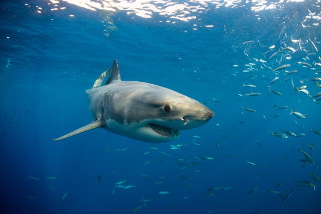 <p>A great white shark came within feet of a pair of paddleboarding teens in Cape Cod on July 4, 2025. The teens quickly fled from the water and reported the shark sighting</p>