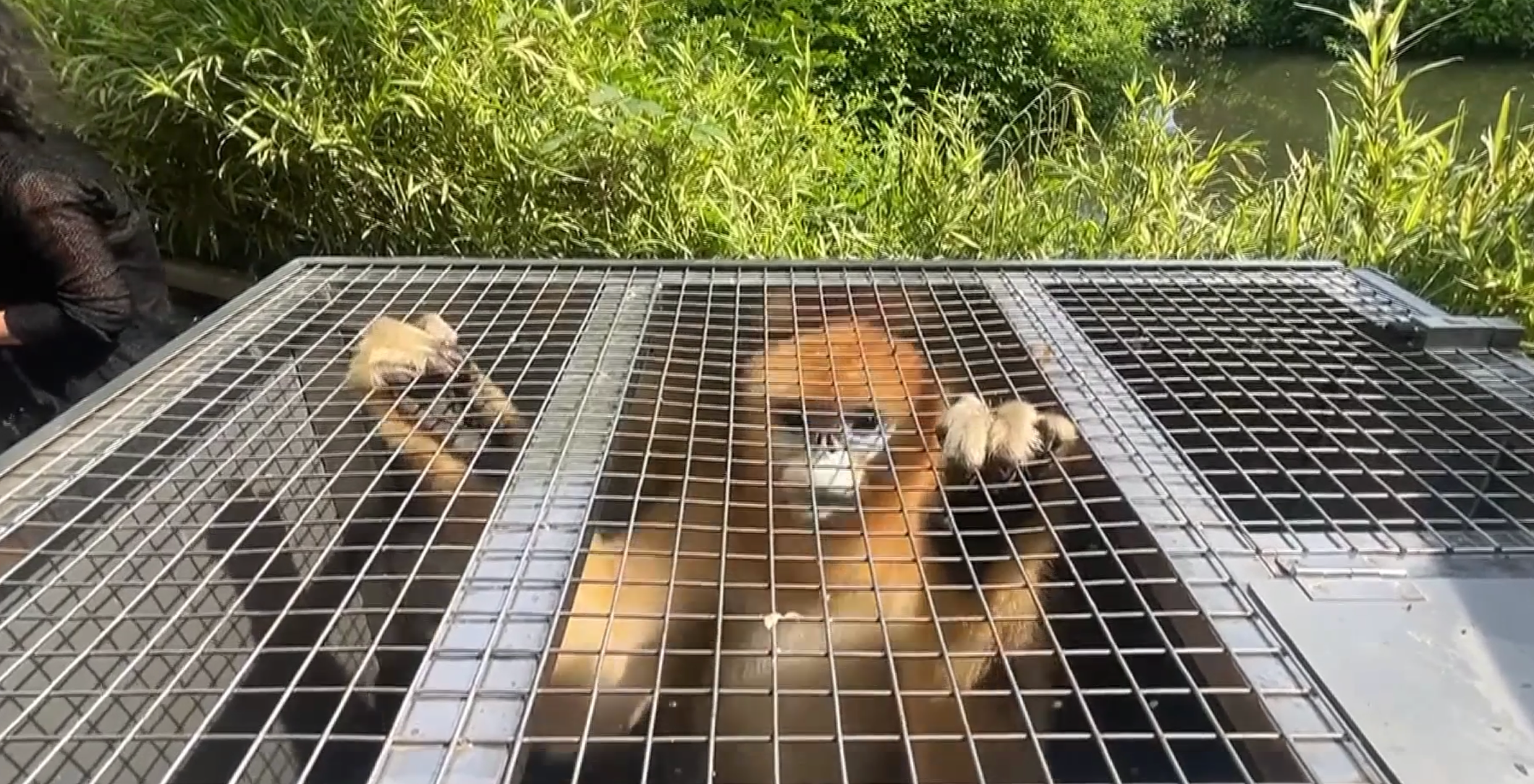 <p>Three golden monkeys arrive by special convoy to new home at Belgian zoo</p>