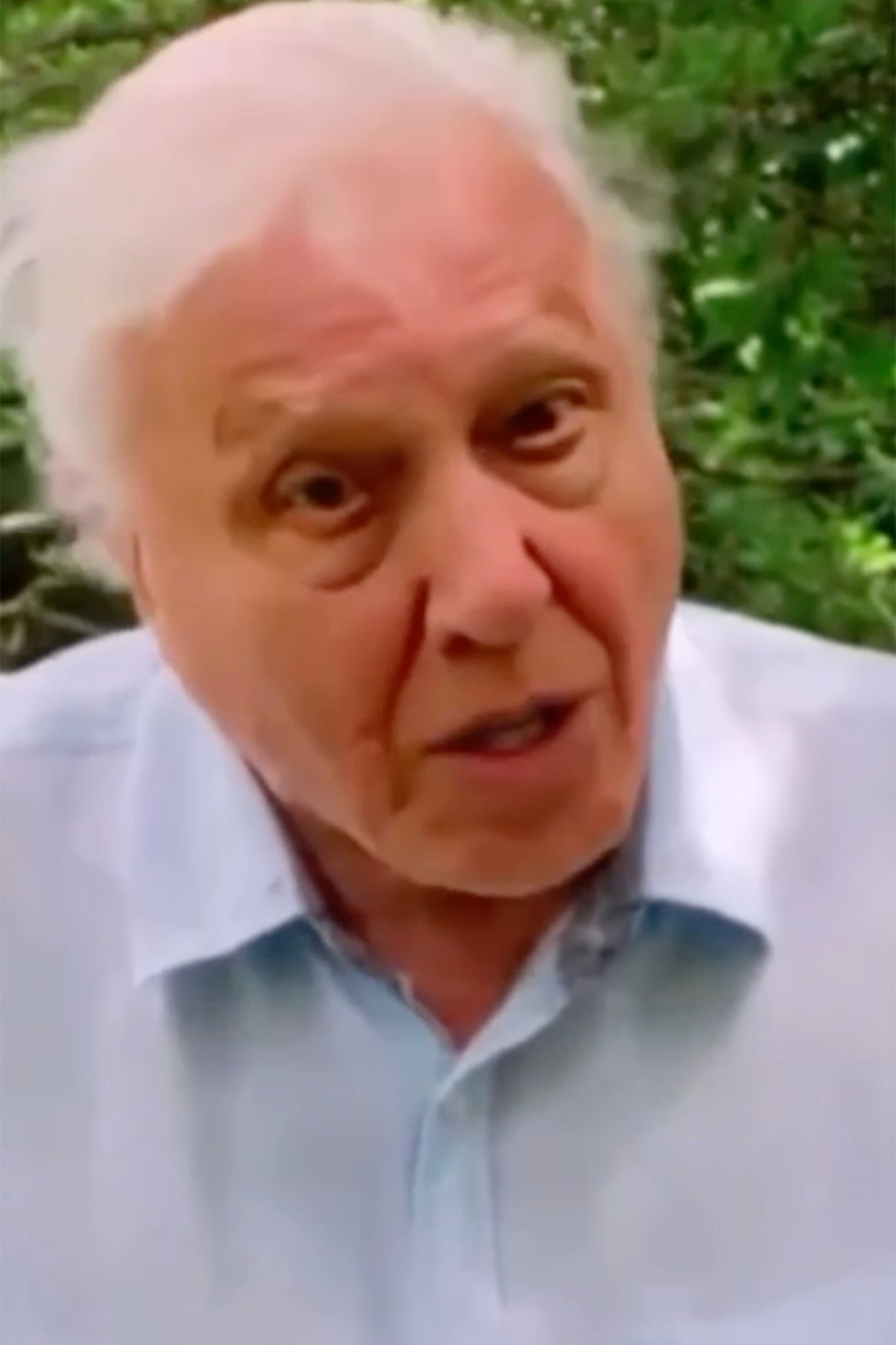 Diane received an AI generated video featuring a fake Attenborough