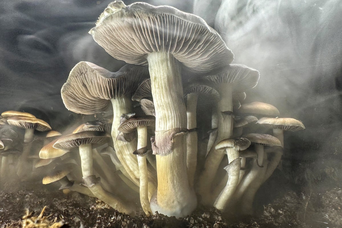 New clinical study shows promise in treating Parkinson’s with drug found in magic mushrooms